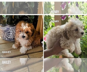 Maltese-Poodle (Toy) Mix Puppy for sale in PEABODY, MA, USA