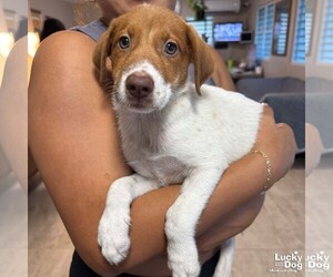 Dachshund-Spaniel Mix Dogs for adoption in Washington, DC, USA