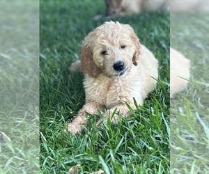 Goldendoodle Puppy for sale in PICKENS, SC, USA