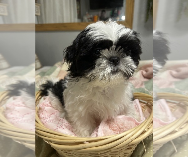 Medium Photo #4 Shih Tzu Puppy For Sale in HOUSTON, TX, USA
