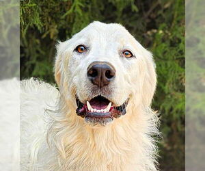 Great Pyrenees Dogs for adoption in Albuquerque, NM, USA