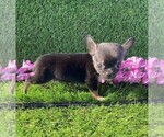 Small #27 Chihuahua