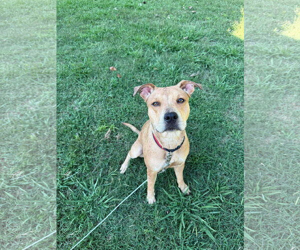 Medium Photo #10 Catahoula Leopard Dog-Unknown Mix Puppy For Sale in Germantown, OH, USA