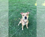 Small #9 Catahoula Leopard Dog Mix