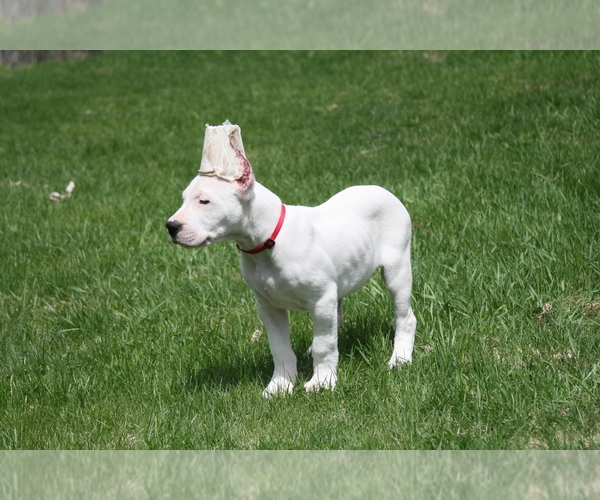 Medium Photo #5 Dogo Argentino Puppy For Sale in BRUCE, WI, USA