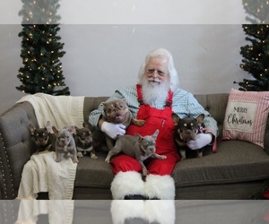 French Bulldog Puppy for sale in DANIELSVILLE, GA, USA