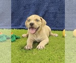 Small #6 Catahoula Leopard Dog