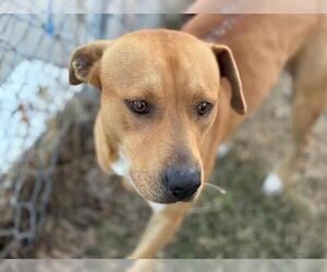 Mutt Dogs for adoption in Tulsa, OK, USA