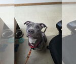 Small #2 American Pit Bull Terrier-Labrador Retriever Mix