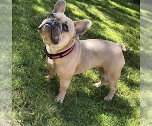 Mother of the French Bulldog puppies born on 07/08/2019