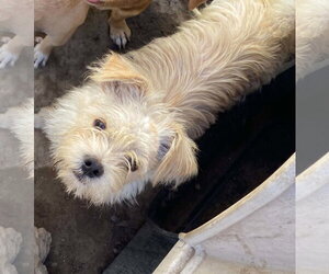 Poly from Mexico - Female Chihuahua-Unknown Mix Dog for Adoption - Photo #4