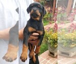 Small Photo #7 Rottweiler Puppy For Sale in RESEDA, CA, USA
