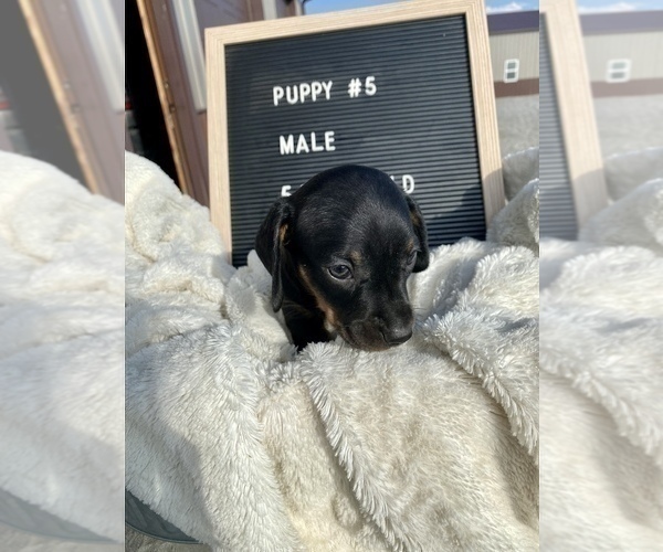 Medium Photo #5 Dachshund Puppy For Sale in CONCORDIA, MO, USA