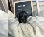 Small Photo #5 Dachshund Puppy For Sale in CONCORDIA, MO, USA