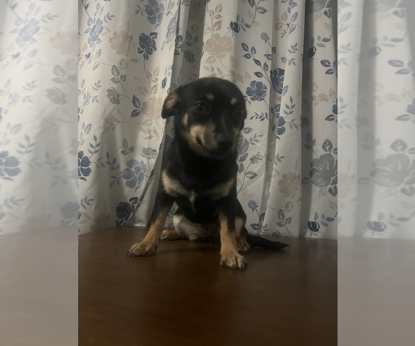 Medium Photo #3 Chihuahua Puppy For Sale in DURHAM, CT, USA