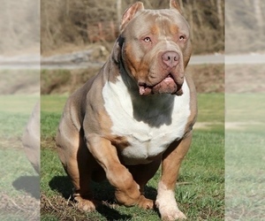 Father of the American Bully puppies born on 07/15/2021