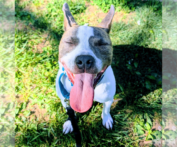 Medium Photo #8 Mutt Puppy For Sale in Washington, DC, USA