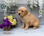 Small #3 English Cream Golden Retriever