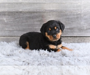 Rottweiler Puppy for sale in MILLERSBURG, OH, USA