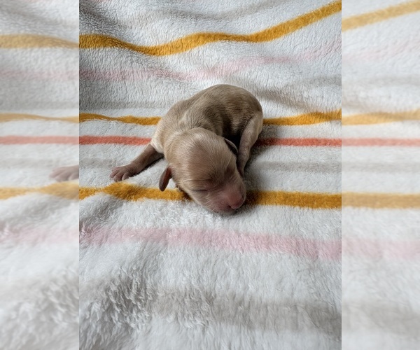 Medium Photo #1 Cavapoo (Miniature) Puppy For Sale in WAUSEON, OH, USA