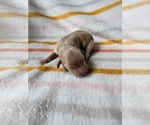 Puppy 3 Cavapoo (Miniature)