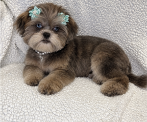 ShihPoo Puppy for sale in RANDOLPH, MA, USA