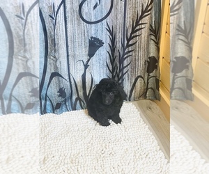 Poodle (Miniature) Puppy for sale in CROSSVILLE, TN, USA