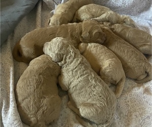 Labradoodle-Poodle (Standard) Mix Puppy for sale in BLAIRSVILLE, GA, USA