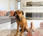 Small #1 American Pit Bull Terrier Mix
