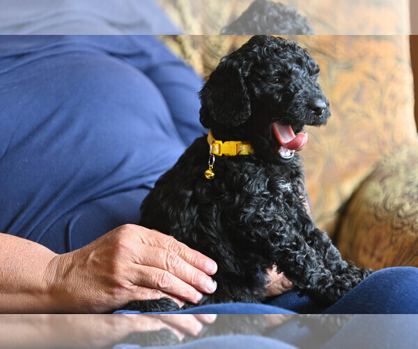 Medium Photo #1 Goldendoodle Puppy For Sale in DES PLAINES, IL, USA
