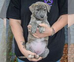 Small #2 Catahoula Leopard Dog-Labrador Retriever Mix