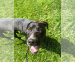 Small #11 American Pit Bull Terrier-Labrador Retriever Mix