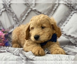 Goldendoodle Puppy for sale in LANCASTER, PA, USA