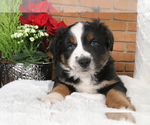 Small Photo #8 Miniature Australian Shepherd Puppy For Sale in STAFFORD, VA, USA