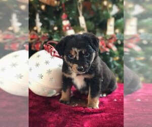 Australian Shepherd Puppy for sale in INDIANAPOLIS, IN, USA