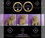 Small Photo #81 Poodle (Miniature) Puppy For Sale in WARSAW, IN, USA