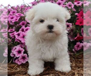 Maltese Puppy for sale in GREENVILLE, PA, USA