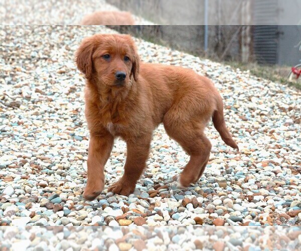 Medium Photo #5 Golden Irish Puppy For Sale in JONES, MI, USA