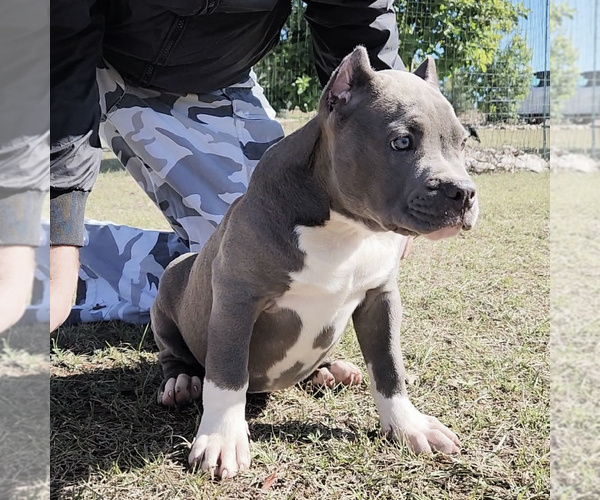 Medium Photo #16 American Bully Puppy For Sale in SPRING BRANCH, TX, USA