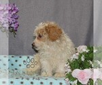 Small #1 Poovanese