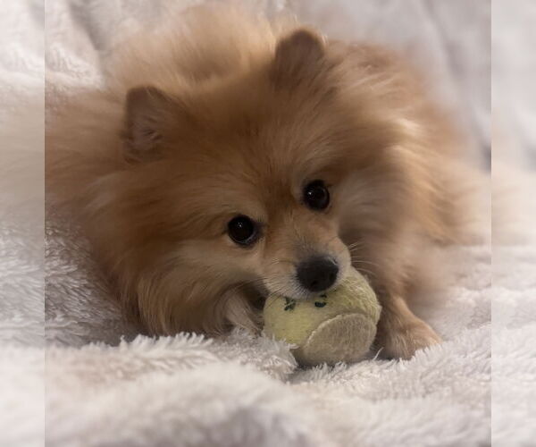 Medium Photo #6 Pomeranian Puppy For Sale in Fargo, ND, USA