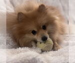 Small #5 Pomeranian