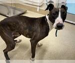 Small Whippet Mix