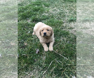 Golden Retriever Puppy for sale in BRANDON, FL, USA