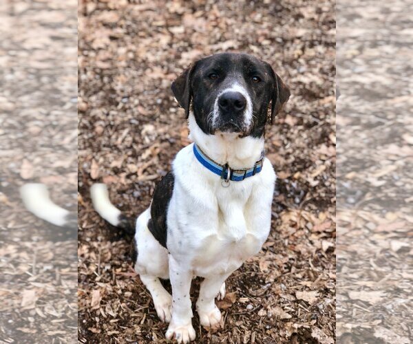 Medium Photo #23 Labrador Retriever-Unknown Mix Puppy For Sale in Rockaway, NJ, USA
