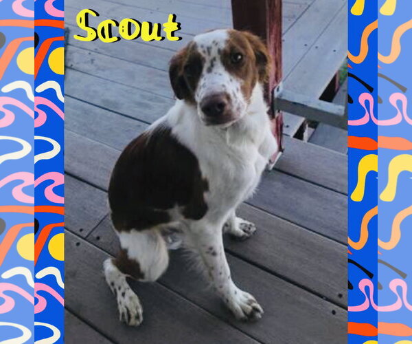 Medium Photo #1 Brittany Puppy For Sale in Red Lodge, MT, USA