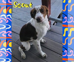 Brittany Dogs for adoption in Red Lodge, MT, USA