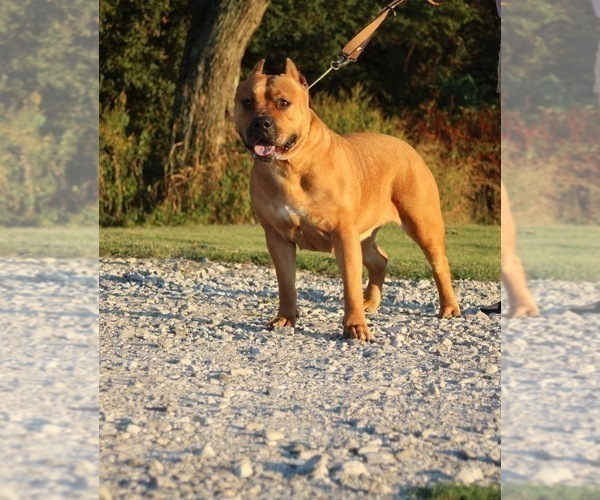 Medium Photo #1 American Bully Puppy For Sale in FRANKLIN, KY, USA