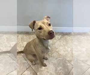 Labrador Retriever Dogs for adoption in Hilton Head, SC, USA