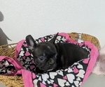 Small #4 Faux Frenchbo Bulldog